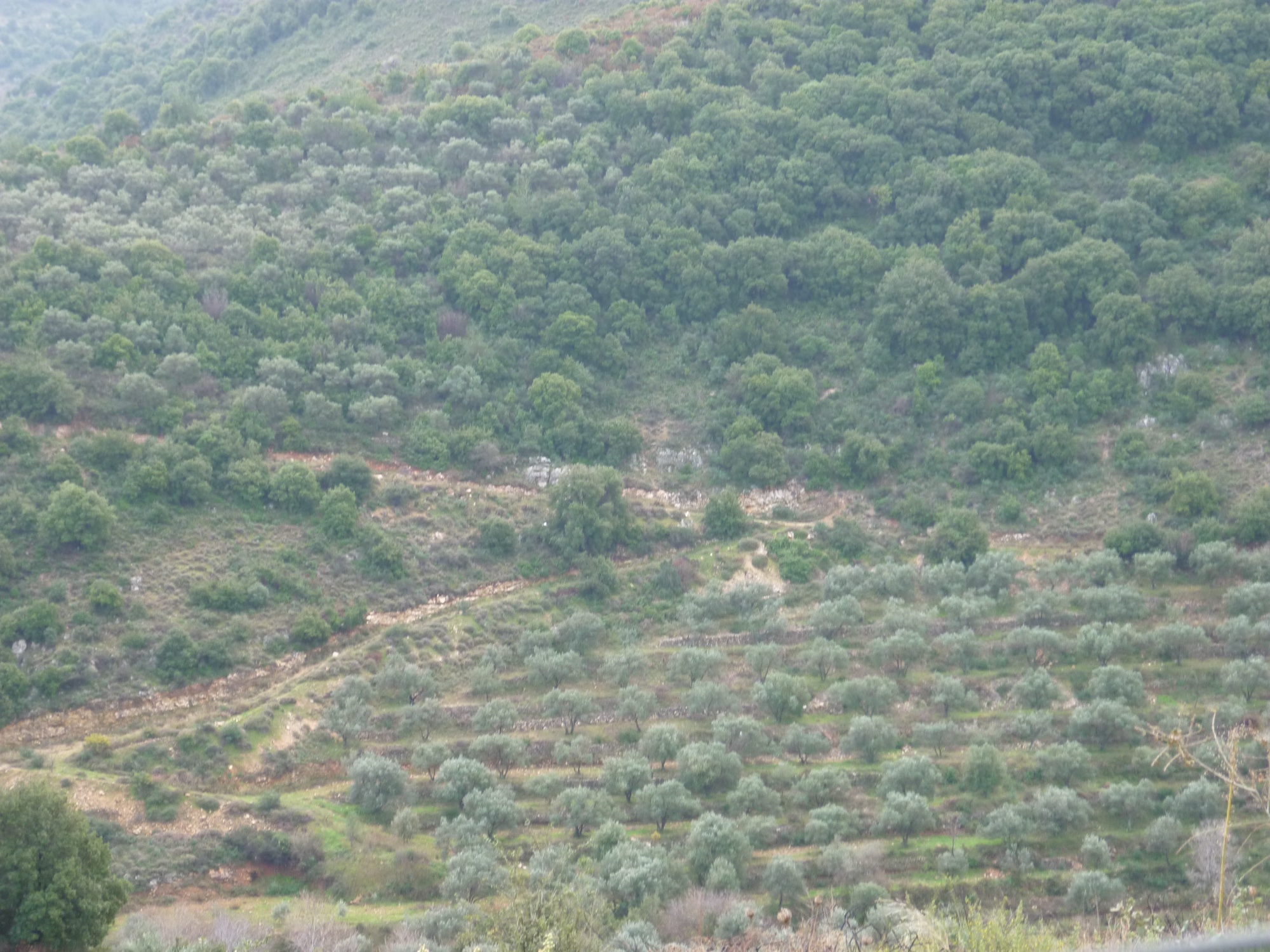 Ancient terraced olive groves on a Lebanese mountainside