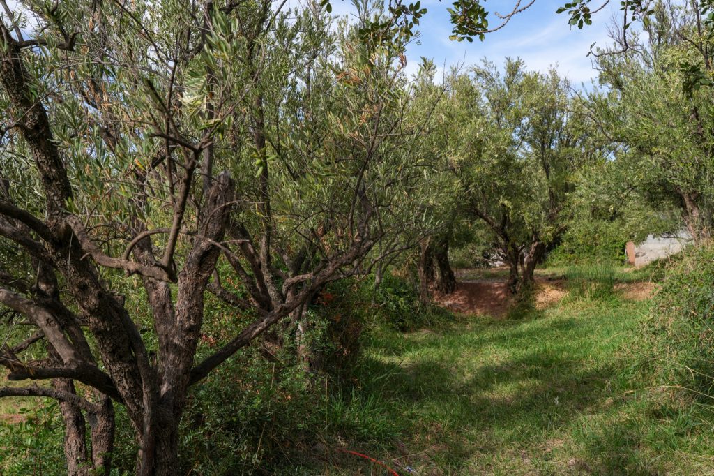 Olive grove in Morocco