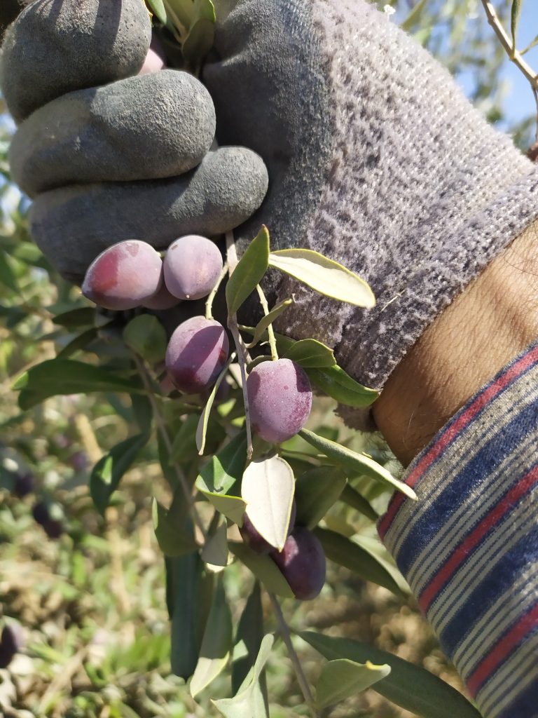 Olive grove in Palestine