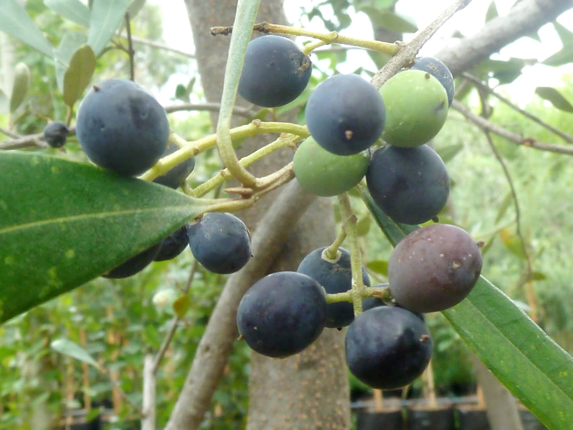 Verger planté dans une vallée du Cap-Occidental, vignes sur les coteaux en arrière-plan