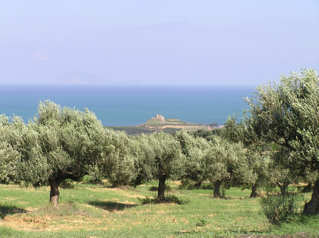 Olive grove in Tunisia