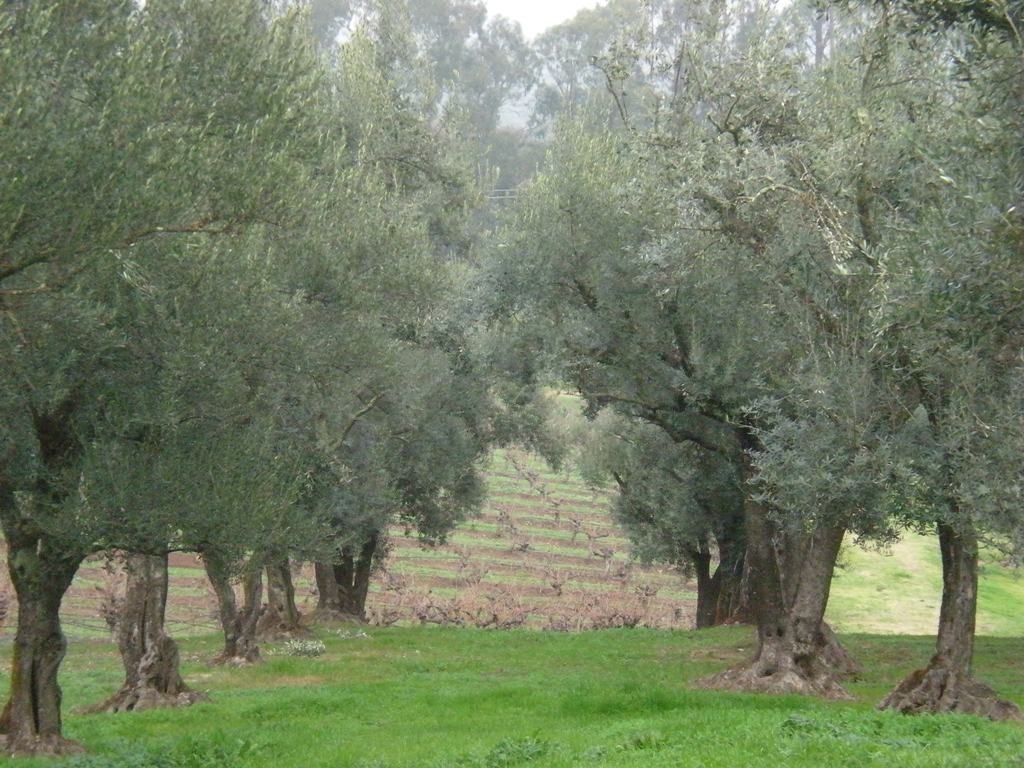 Mature olive trees with silvery foliage growing beside rows of dormant vines at a Sonoma Valley winery.