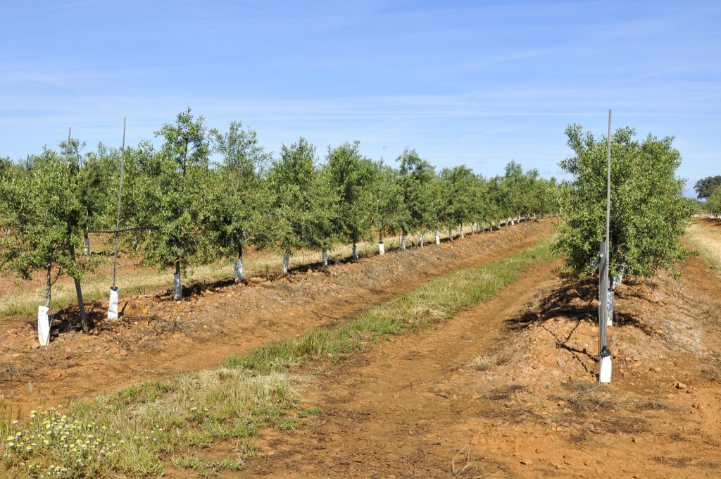 Young olive trees planted as a continuous narrow hedge in long rows on red soil, each trunk in a white guard, with a machine track running between the rows.