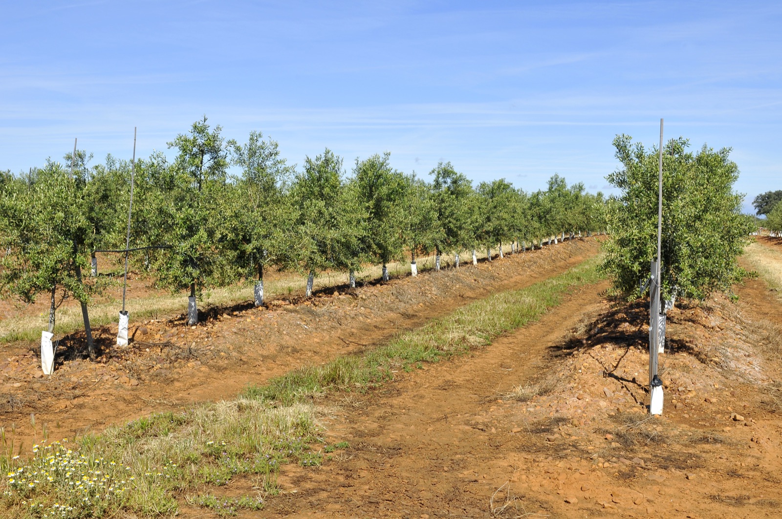 Young olive trees planted as a continuous narrow hedge in long rows on red soil, each trunk in a white guard, with a machine track running between the rows.