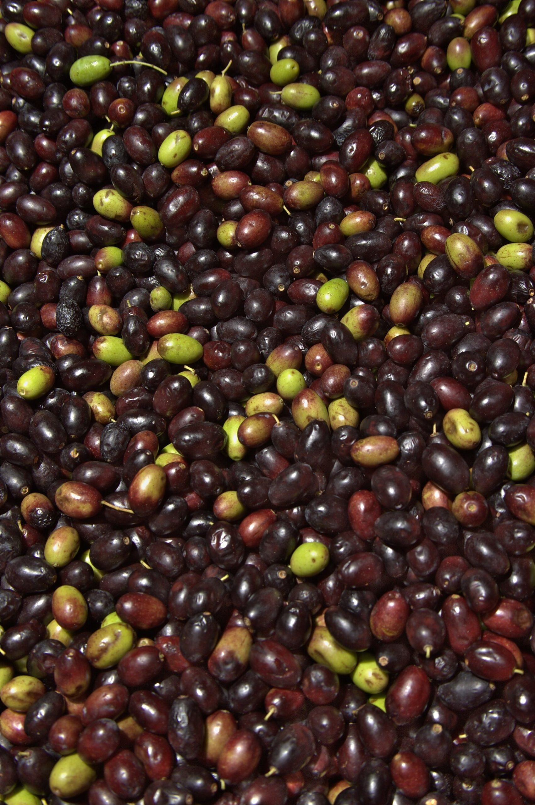 A dense mass of small oval Taggiasca olives, mostly deep purple-black with a scattering of green ones, freshly harvested.