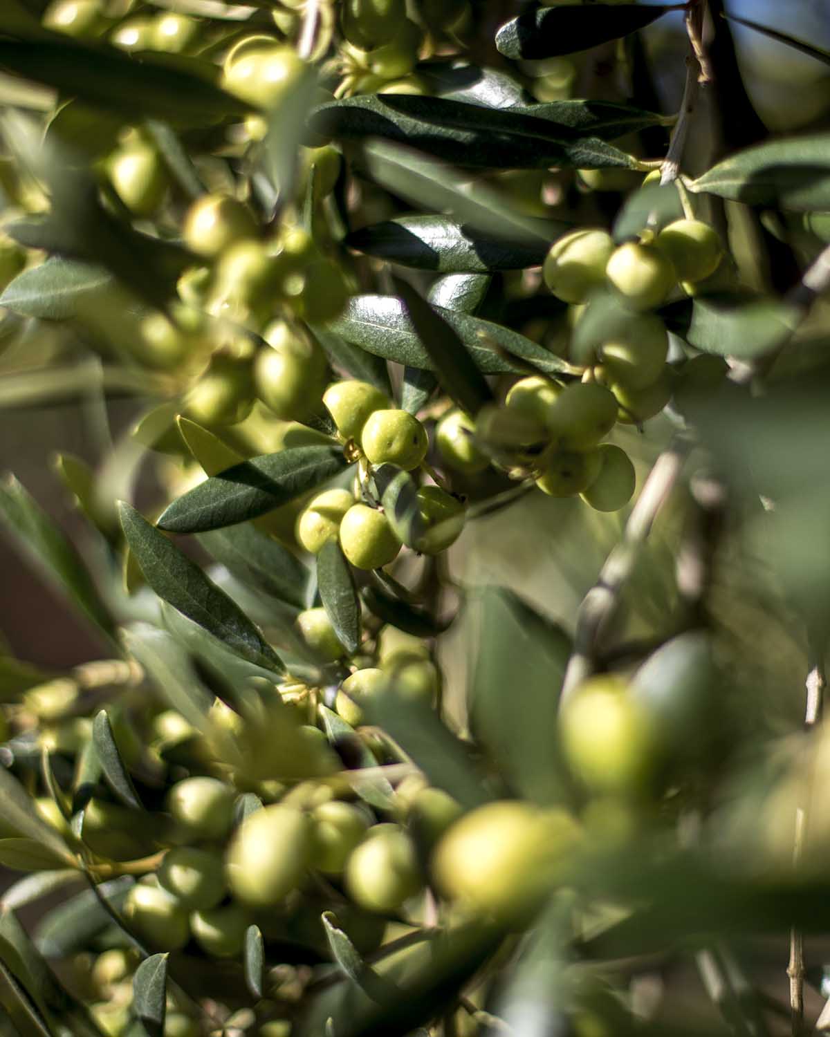 Arbequina olives
