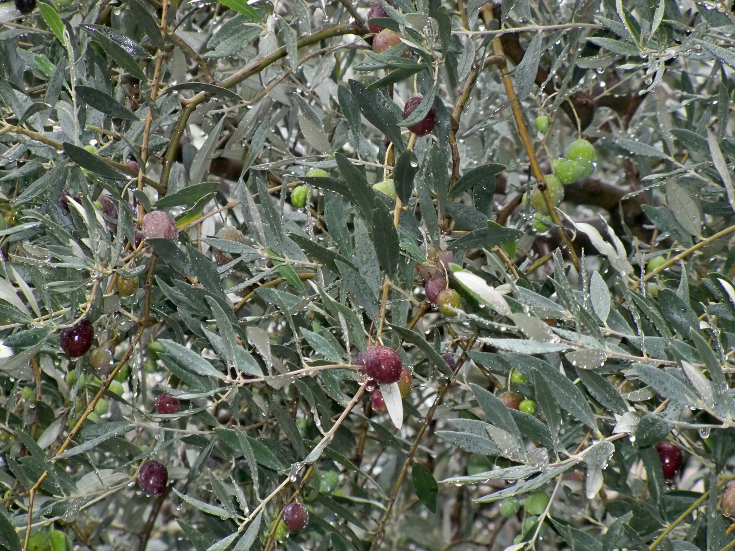 Nyons olives