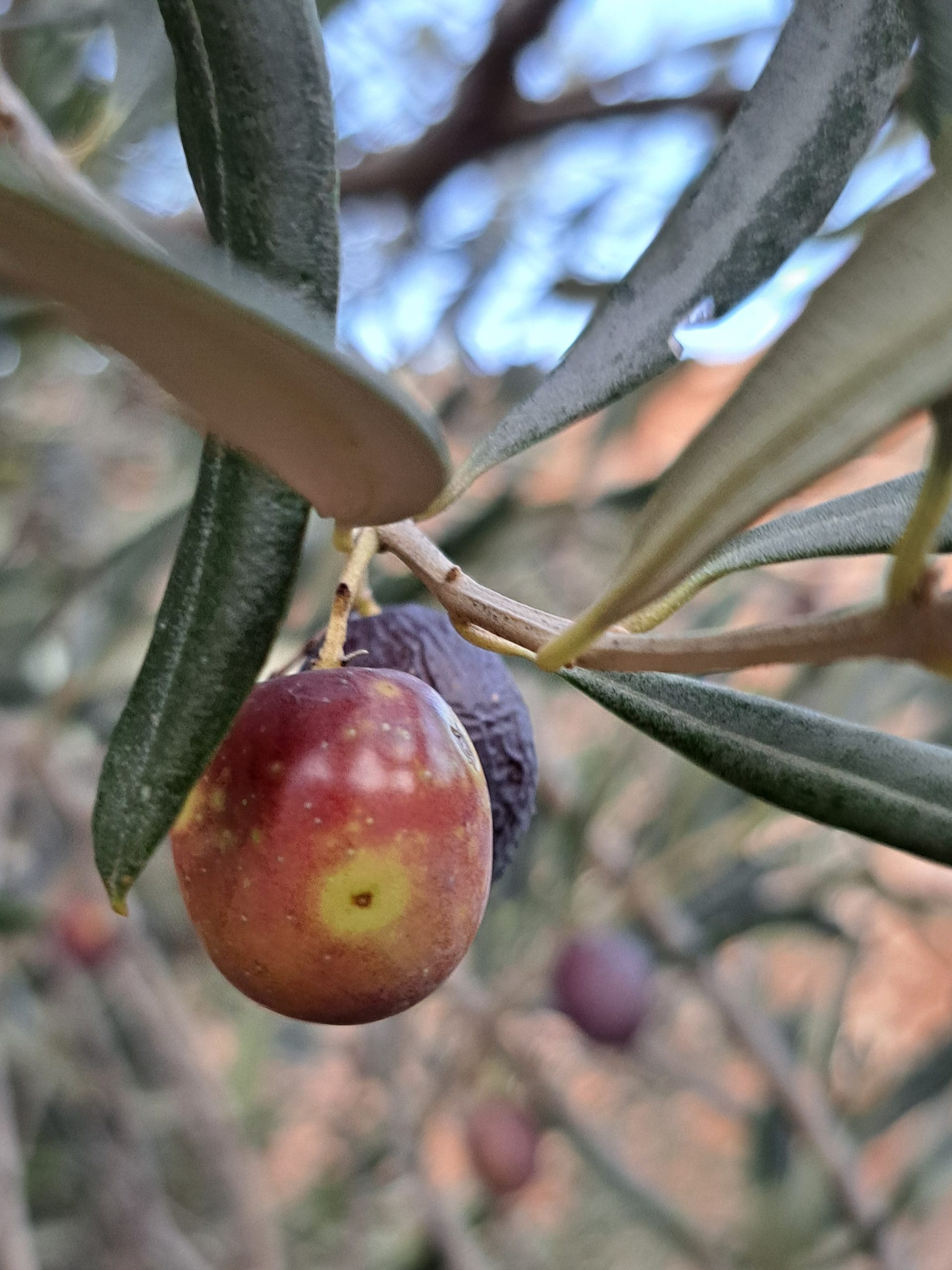 Olives Royal de Cazorla rougeâtres mûrissant sur l’arbre