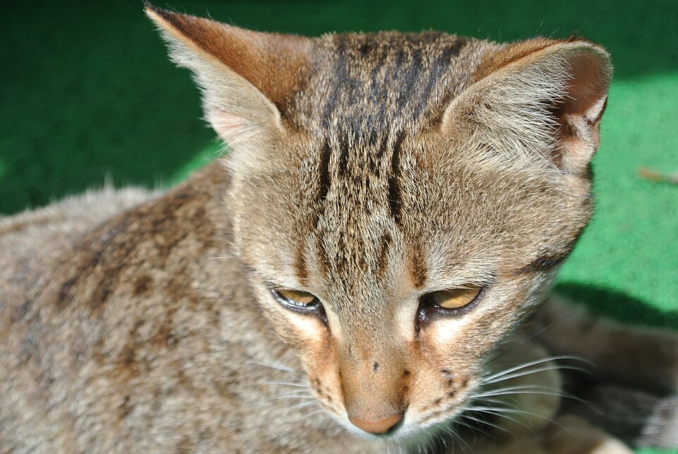 Close-up of a tabby domestic cat's face in sunlight