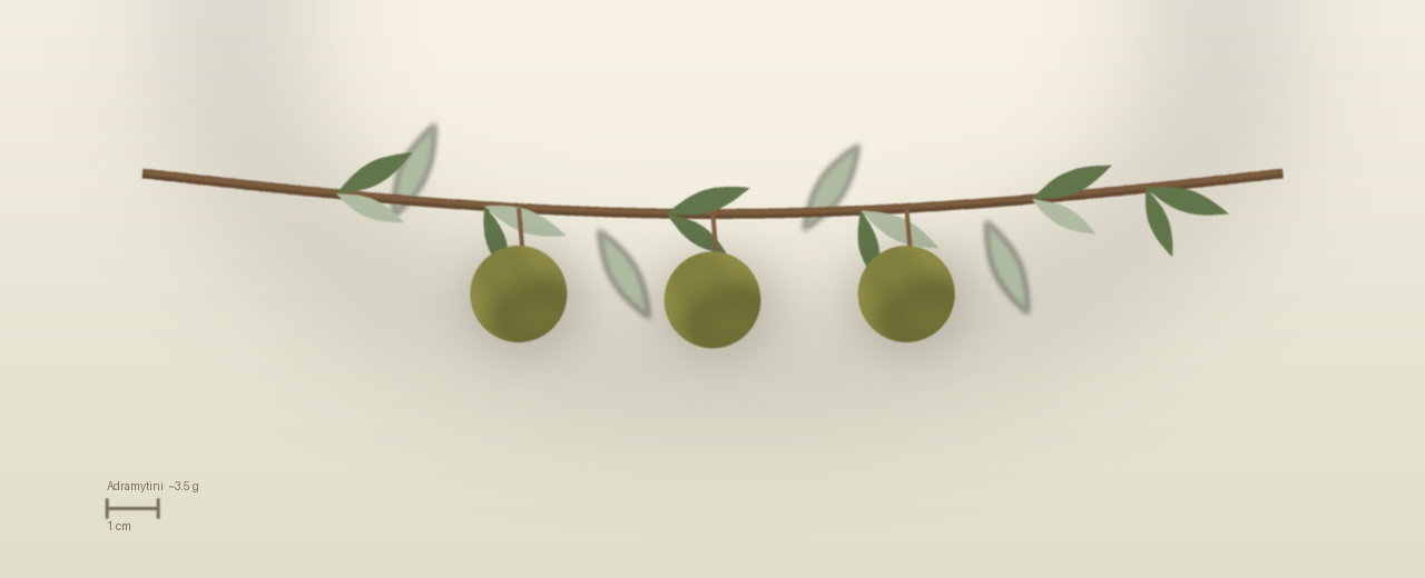 Drawing of Adramytini olives to scale, about 3.5 grams, spherical, yellowish green while unripe, deepening as picking runs late November to mid January at harvest.