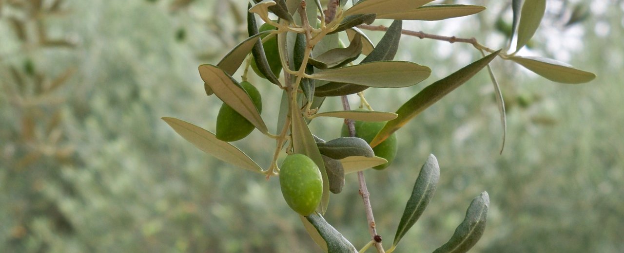 Aglandau olives on the branch in a Lourmarin grove