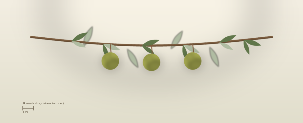 Drawing of Aloreña de Málaga olives to scale, size not recorded, spherical, green to straw yellow, picked before veraison at harvest.