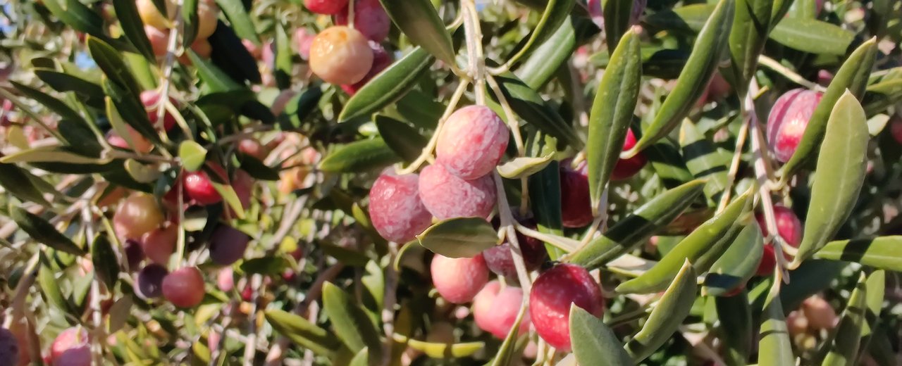 Arbequina branches loaded with ripening fruit