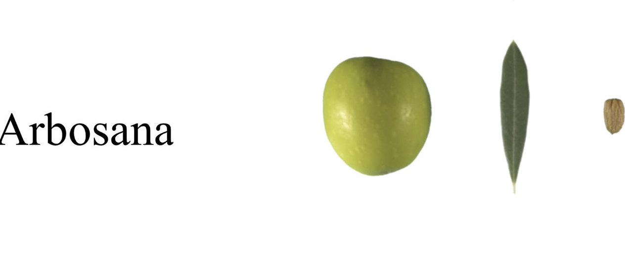 Arbosana olive fruit, leaf and endocarp, cropped from the labelled cultivar plate