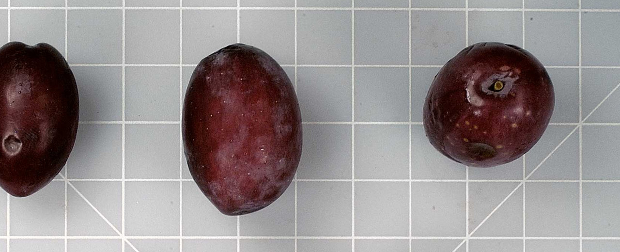 Ascolana Tenera olives, whole fruit on the germplasm reference grid
