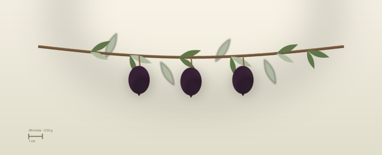 Drawing of Athinolia olives to scale, about 2.55 grams, ovoid, black-purple, harvested late December to early January at harvest.