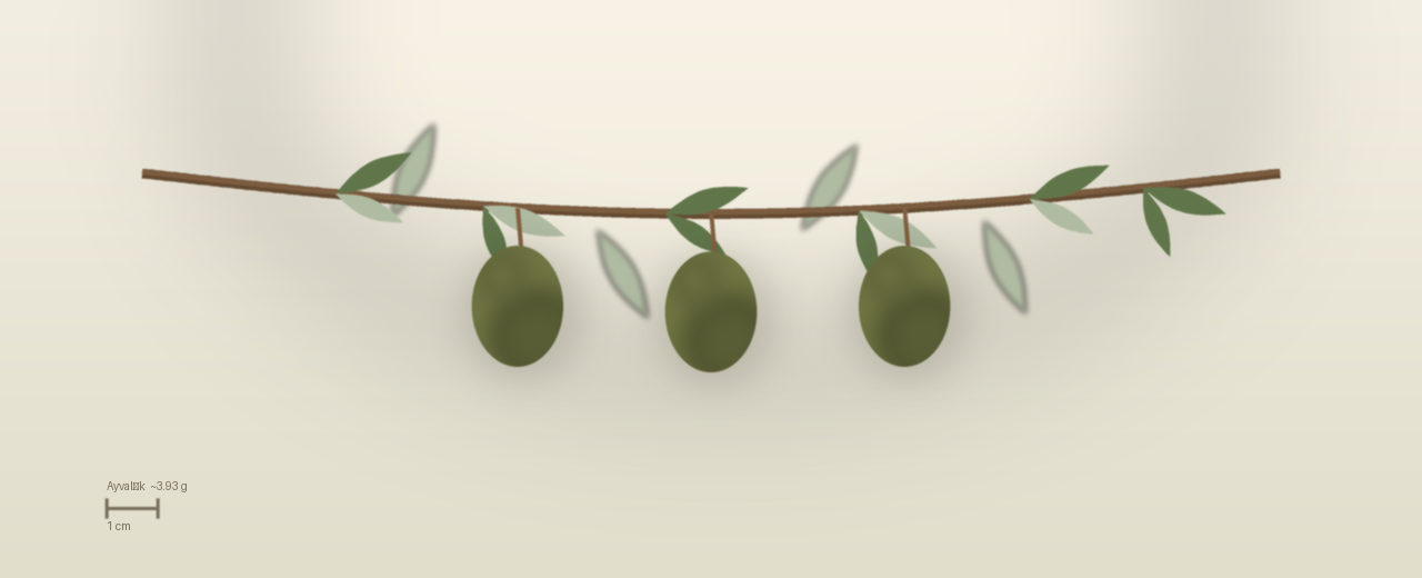 Drawing of Ayvalık olives to scale, about 3.93 grams, ovoid, green turning purple at harvest.