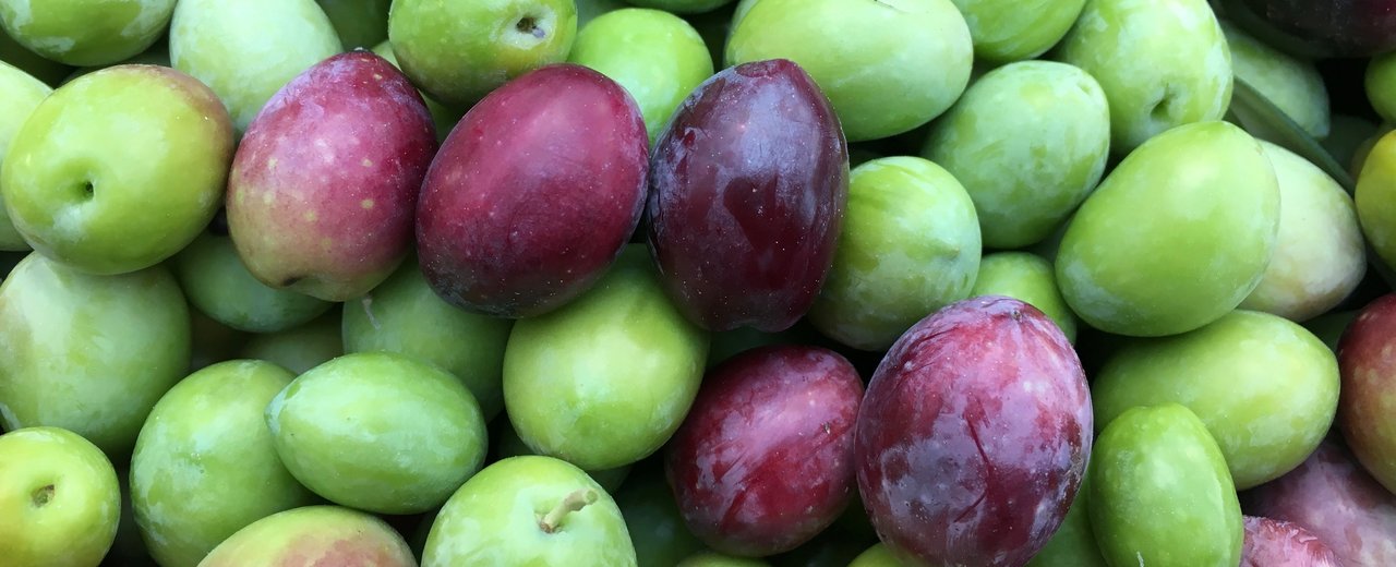 Harvested Biancolilla olives, green turning purple