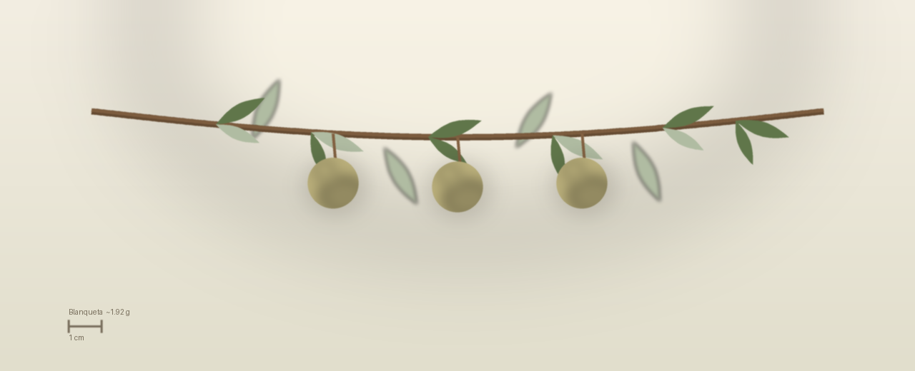 Drawing of Blanqueta olives to scale, about 1.92 grams, spherical, pale whitish green flushed wine red, picked early at harvest.