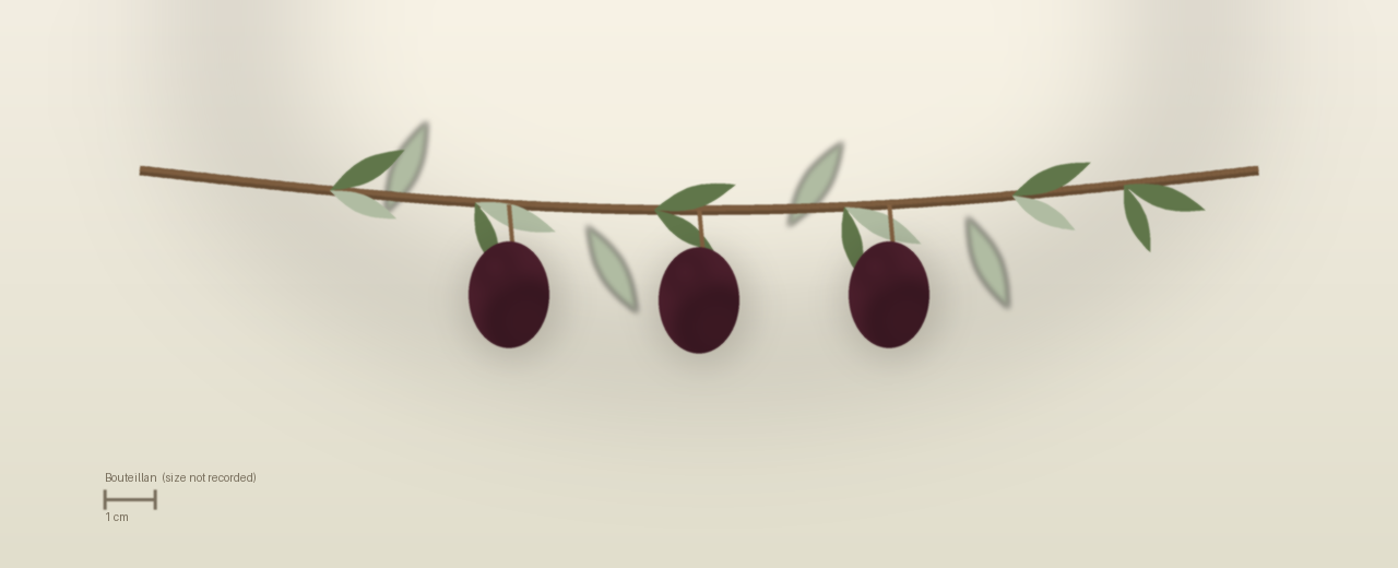 Drawing of Bouteillan olives to scale, size not recorded, ovoid, colour not recorded at harvest.