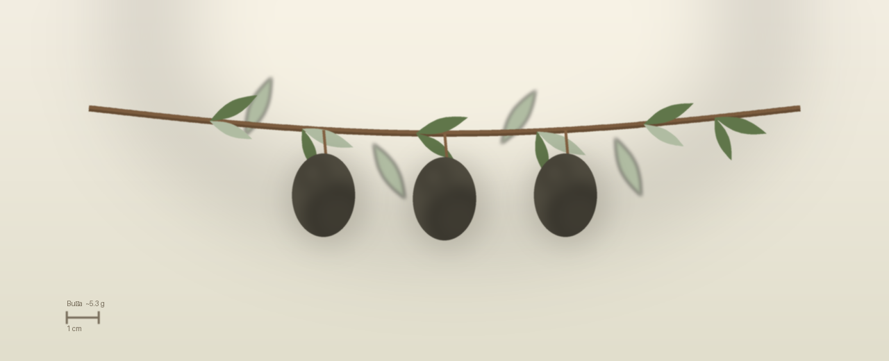 Drawing of Buža olives to scale, about 5.3 grams, ovoid, green flushed violet, colouring early at harvest.