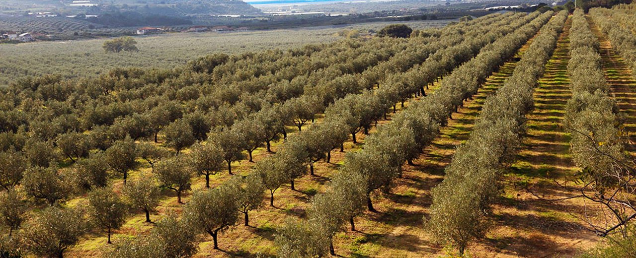 A Carolea grove on the Curinga plain, Calabria