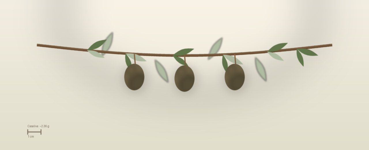 Drawing of Casaliva olives to scale, about 2.36 grams, ovoid, green mottling to purple, mid veraison at harvest.