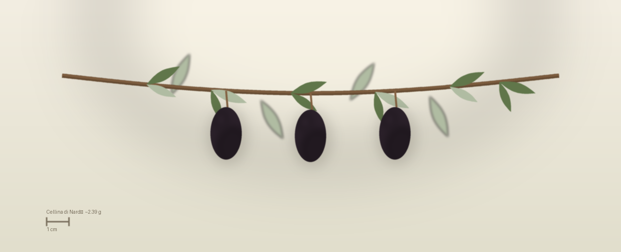 Drawing of Cellina di Nardò olives to scale, about 2.39 grams, elongated, black, picked fully ripe at harvest.