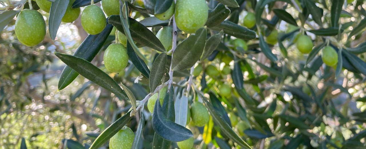 Cerasuola olives on the tree just before ripening