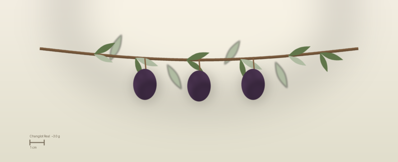 Drawing of Changlot Real olives to scale, about 3.0 grams, ovoid, violet turning black, mid-season oil harvest at harvest.