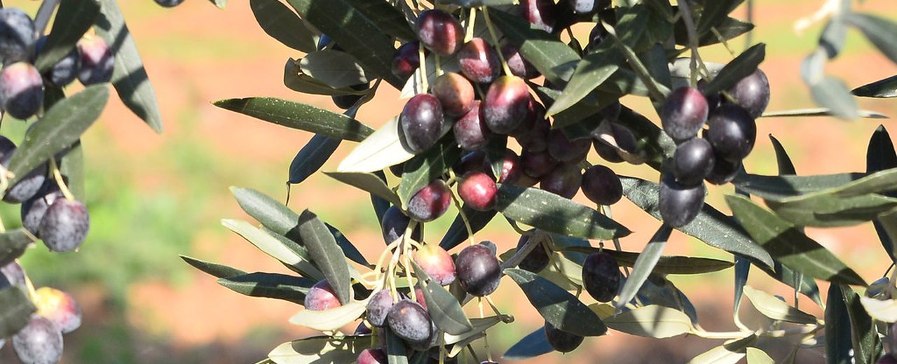 Chemlali olives ripening on the branch, Ghar El Melh, Tunisia