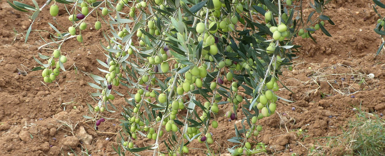 A Chetoui olive tree branch carrying green olives, Ghar El Melh, Tunisia