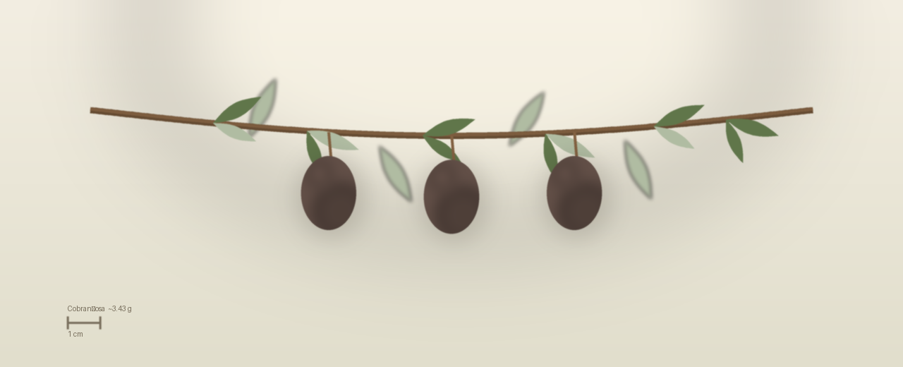 Drawing of Cobrançosa olives to scale, about 3.43 grams, asymmetric ovoid, dark red-brown, well into the colour change at harvest.