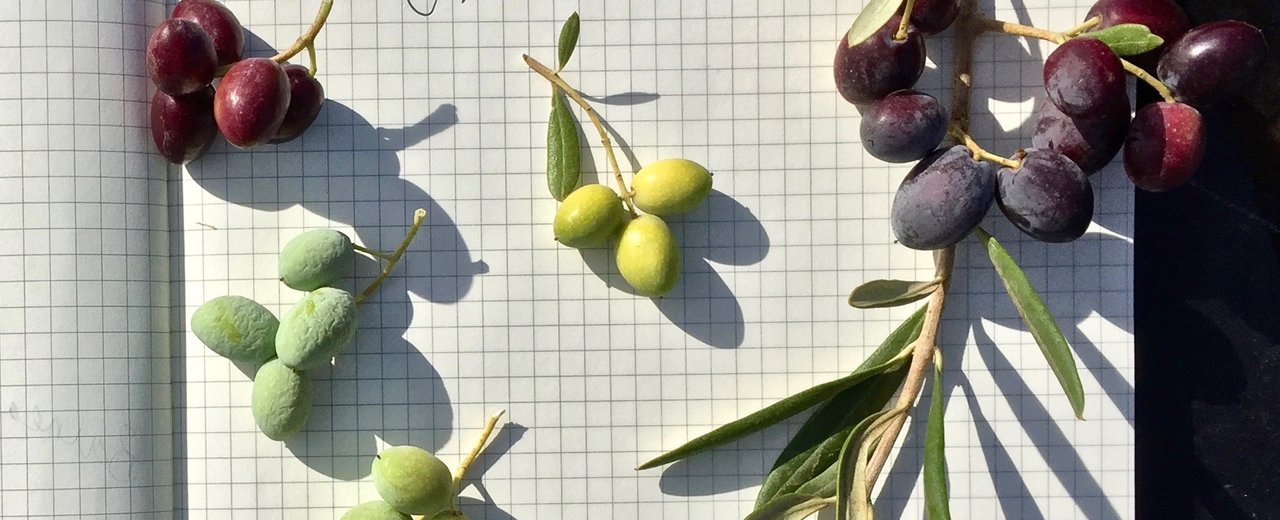 Coratina olives at several ripening stages, laid out with a branch