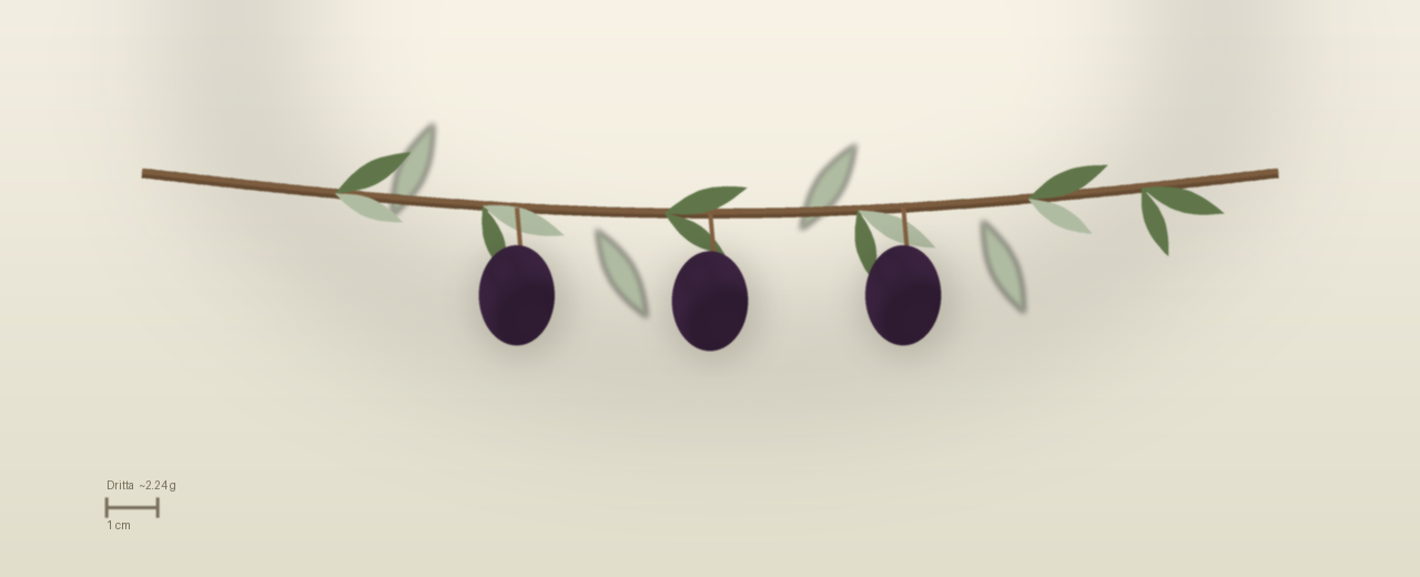 Drawing of Dritta olives to scale, about 2.24 grams, ovoid, purple black at harvest.