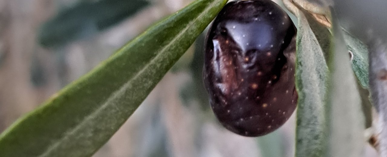 A single ripe black Empeltre olive on the branch