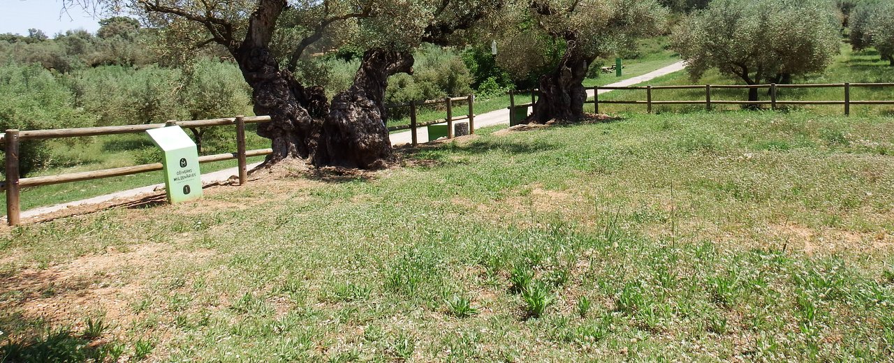 An ancient Farga olive tree