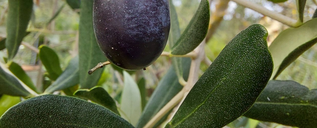 A ripening Frantoio olive on the branch