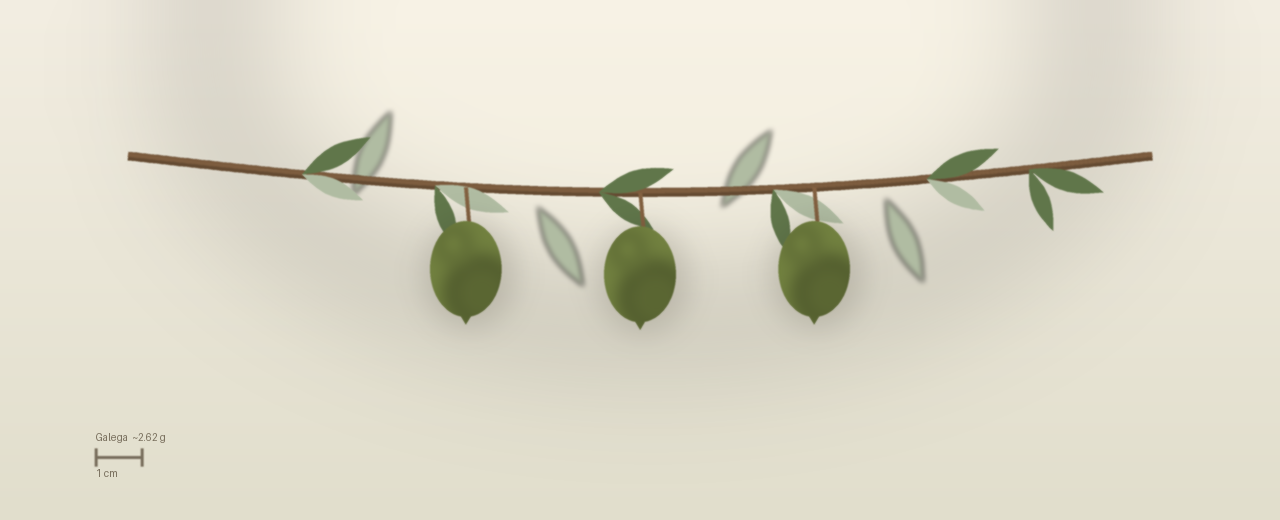Drawing of Galega olives to scale, about 2.62 grams, asymmetric ovoid, green, colour change starting at the apex at harvest.