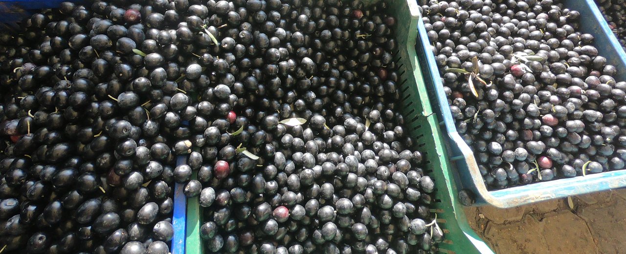 Crates of black Gemlik olives at market