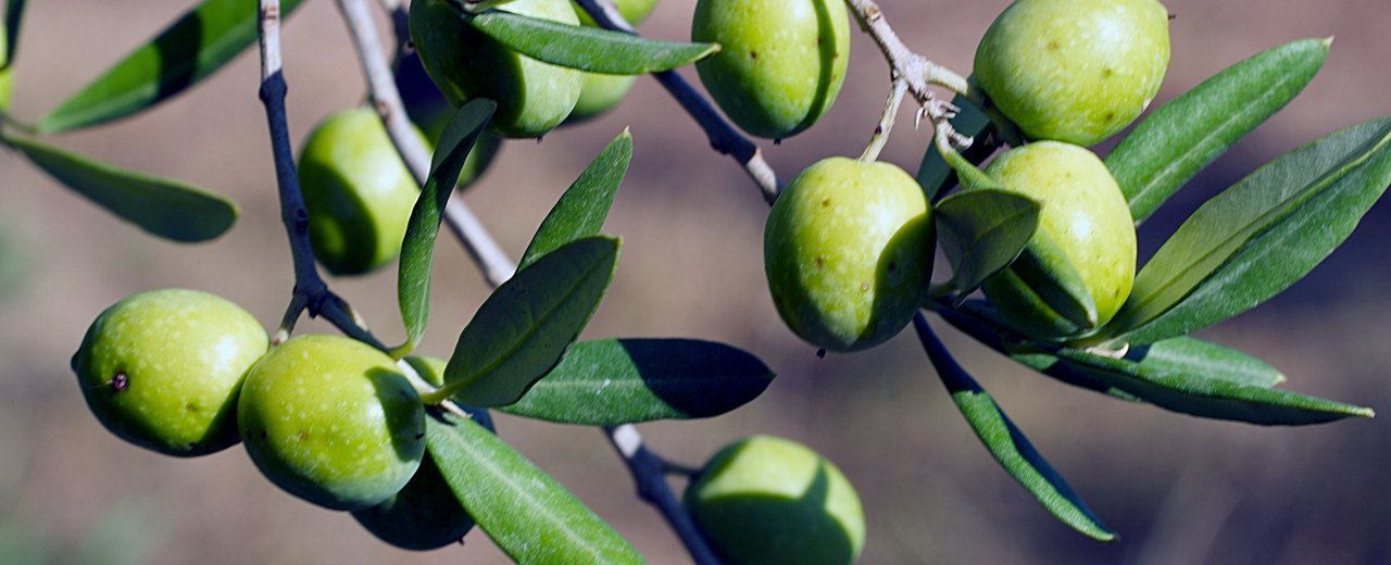 Grossane olives on the branch (INRA reference photo)
