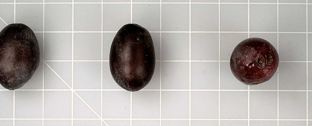 Halkidiki (Chalkidiki) olives, whole fruit on the germplasm reference grid
