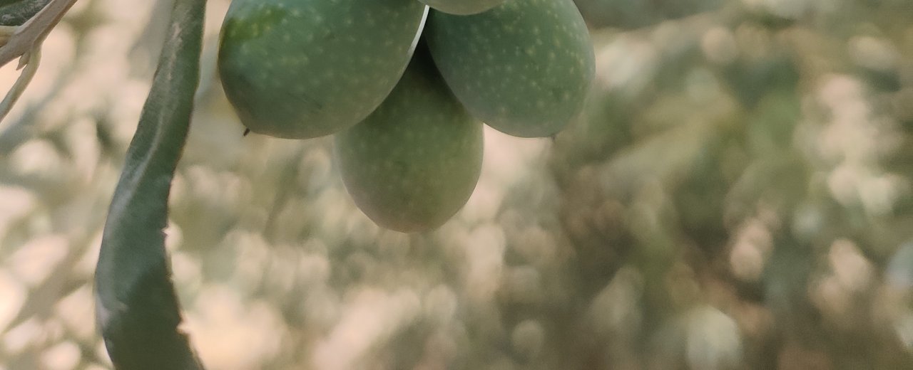 A cluster of green Hojiblanca olives on the tree