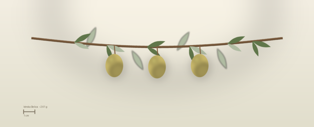 Drawing of Istrska Belica olives to scale, about 2.61 grams, ovoid, pale straw yellow with purple flecks at harvest.