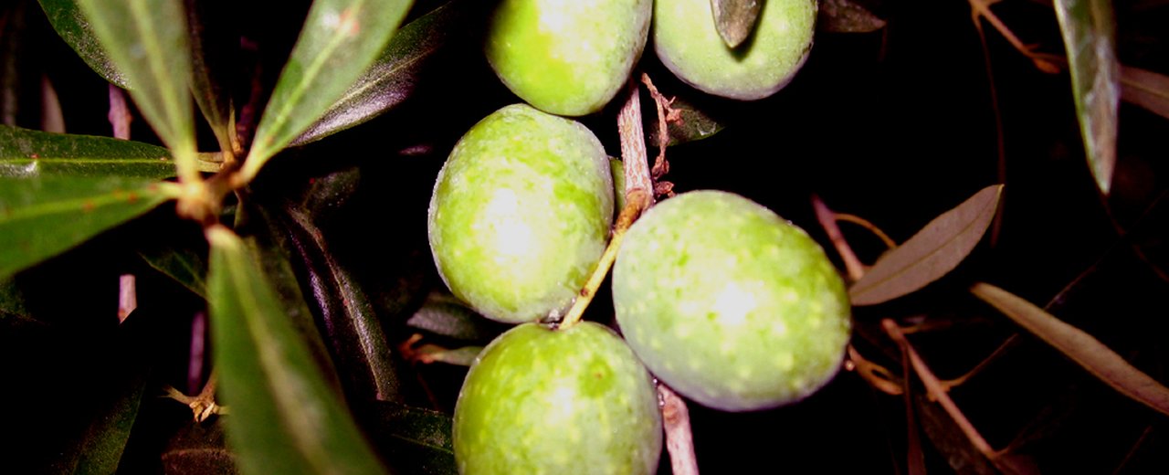 Itrana olives on the branch