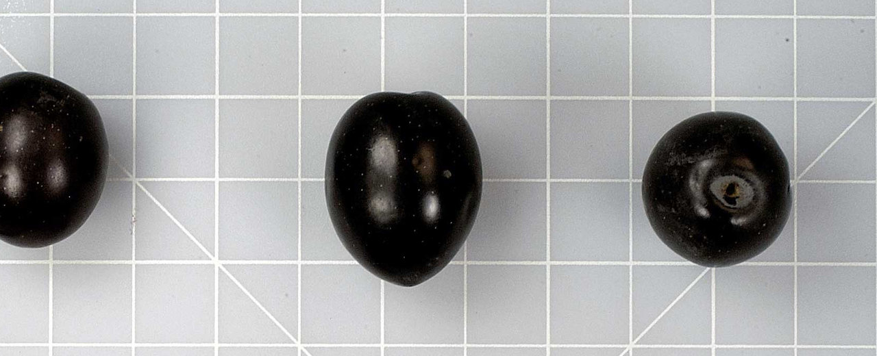 Konservolia olives, whole fruit on the germplasm reference grid