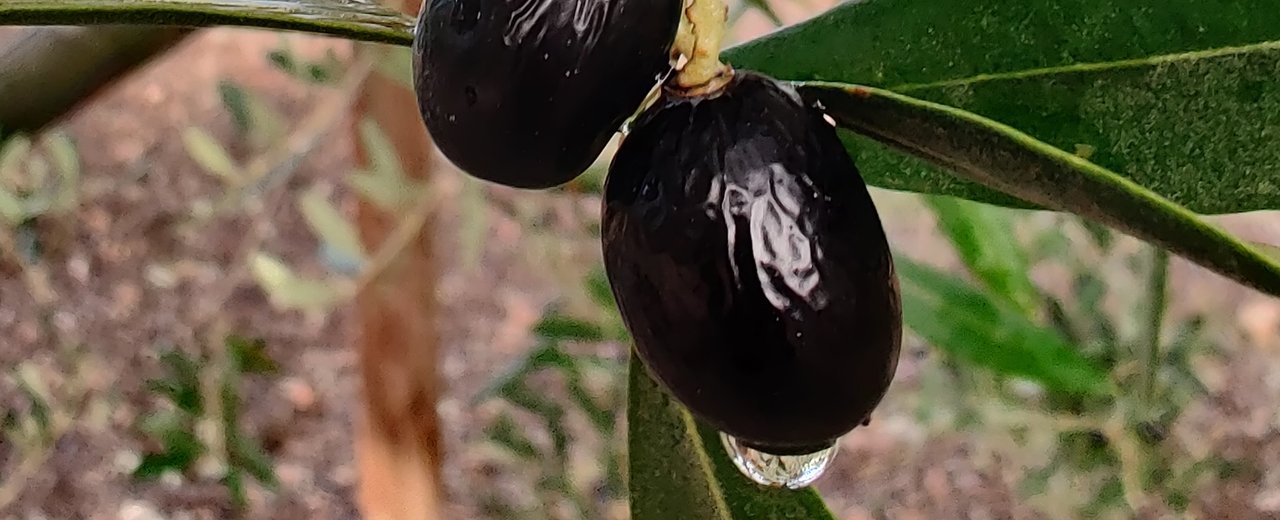 Black Leccino olives on the branch