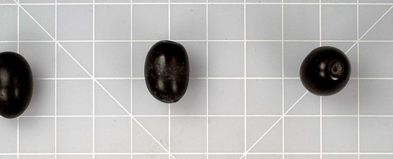 Lechín de Sevilla olives, whole fruit on the germplasm reference grid