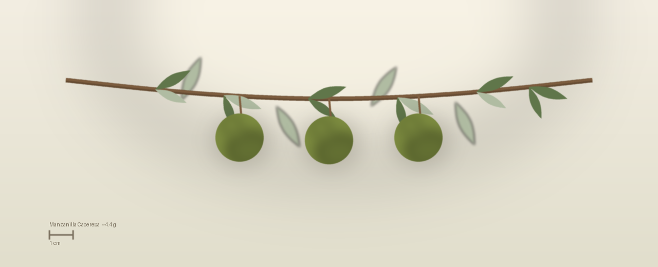 Drawing of Manzanilla CacereƱa olives to scale, about 4.4 grams, spherical, green, picked early for green dressing at harvest.