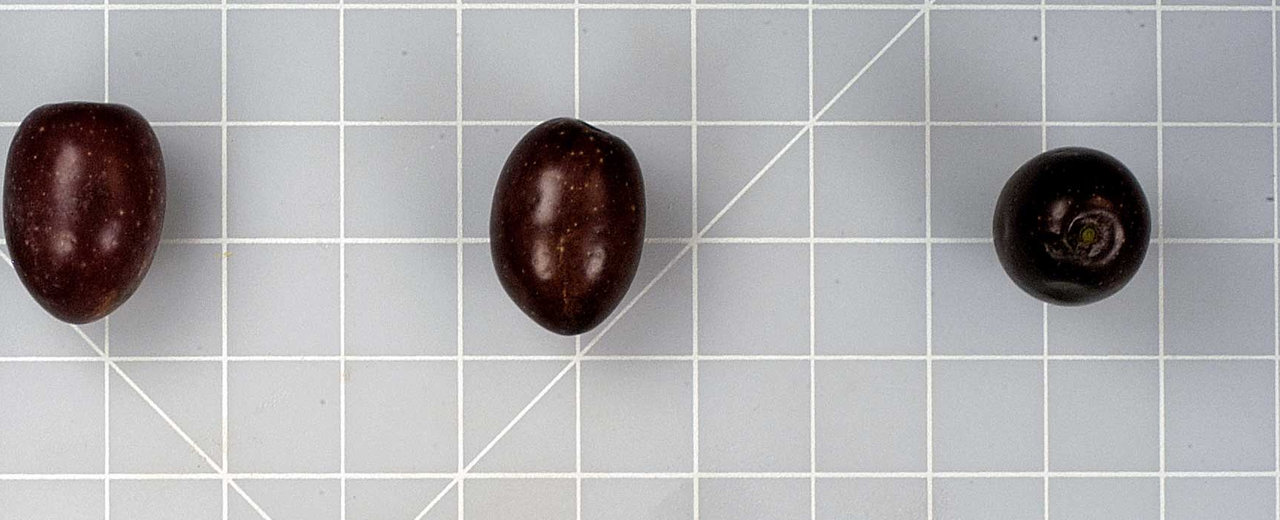 Maurino olives, whole fruit on the germplasm reference grid